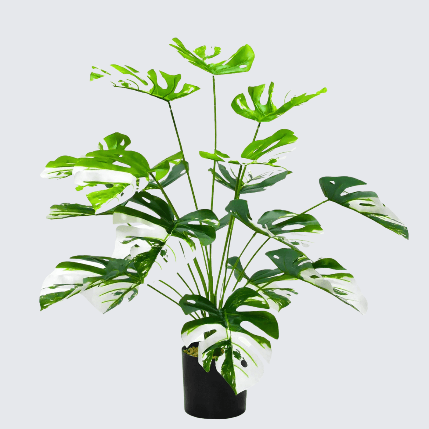 Planta Artificiala Monstera cu Frunze Variegate – 70-80 cm, ghiveci inclus