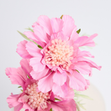 Buchet 3 sau 5 Scabiose Artificiale (Florile de Matase) - Roz sau Albastru