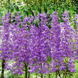 Set 12 Bucati Planta Artificiala Curgatoare Glicina Wisteria Mov cu Frunze, Lungime 1.1 m